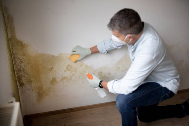 Best Biohazard Mold Removal  in Paradise, NV