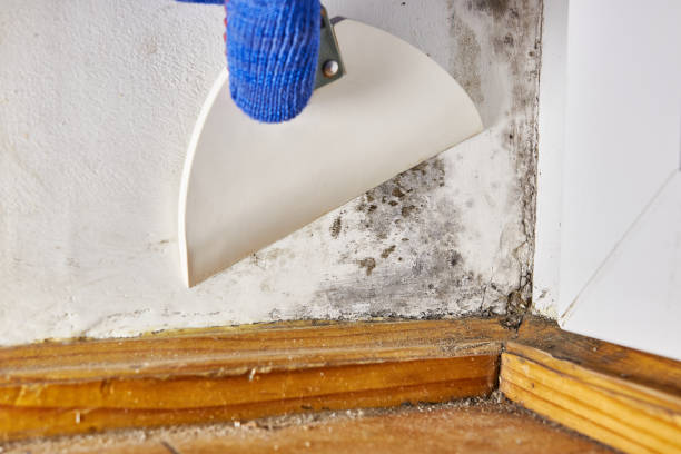 Best Forensic Mold Investigation  in Paradise, NV