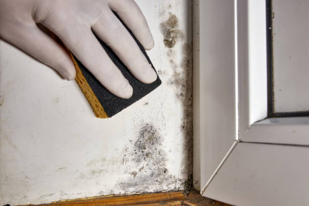  Paradise, NV Mold Removal Pros