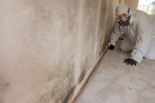 Best Emergency Mold Remediation  in Paradise, NV